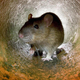A rat in a pipe.